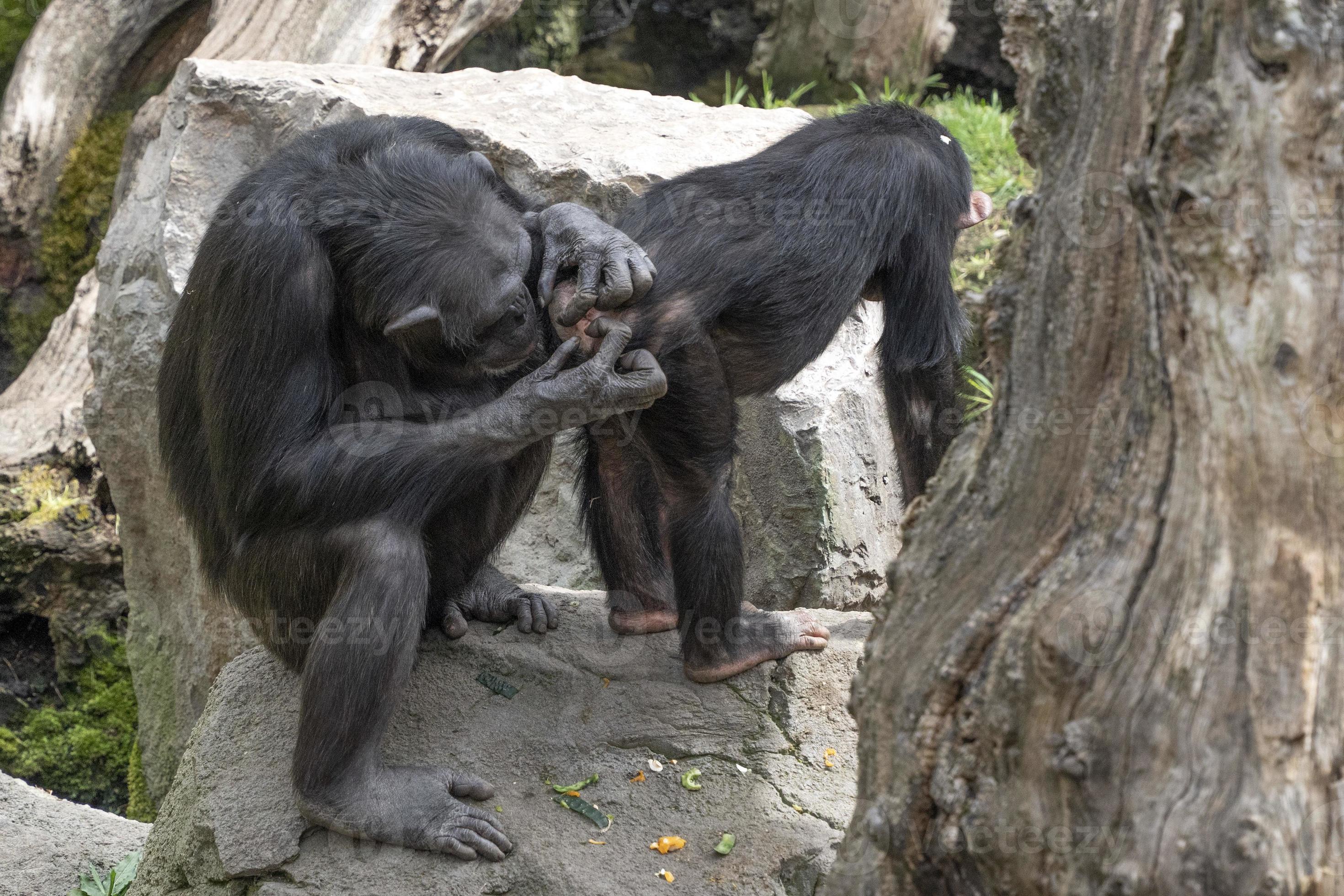 macaco chimpanzé durante a preparação 17453578 Foto de stock no Vecteezy